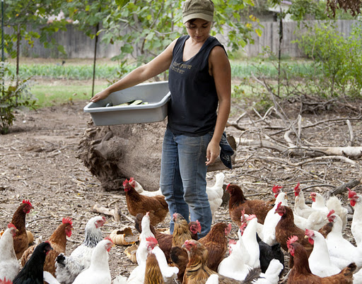 Carol Ann's Chickens